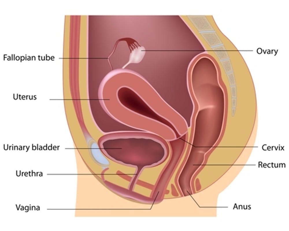 zenska_reproduktivni sistem_vagina